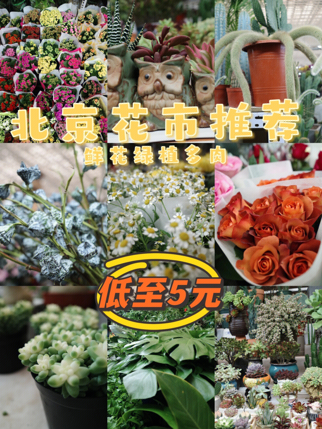 94花市名称:八里桥批发市场(花卉厅)94花市地点:通州区金海街与