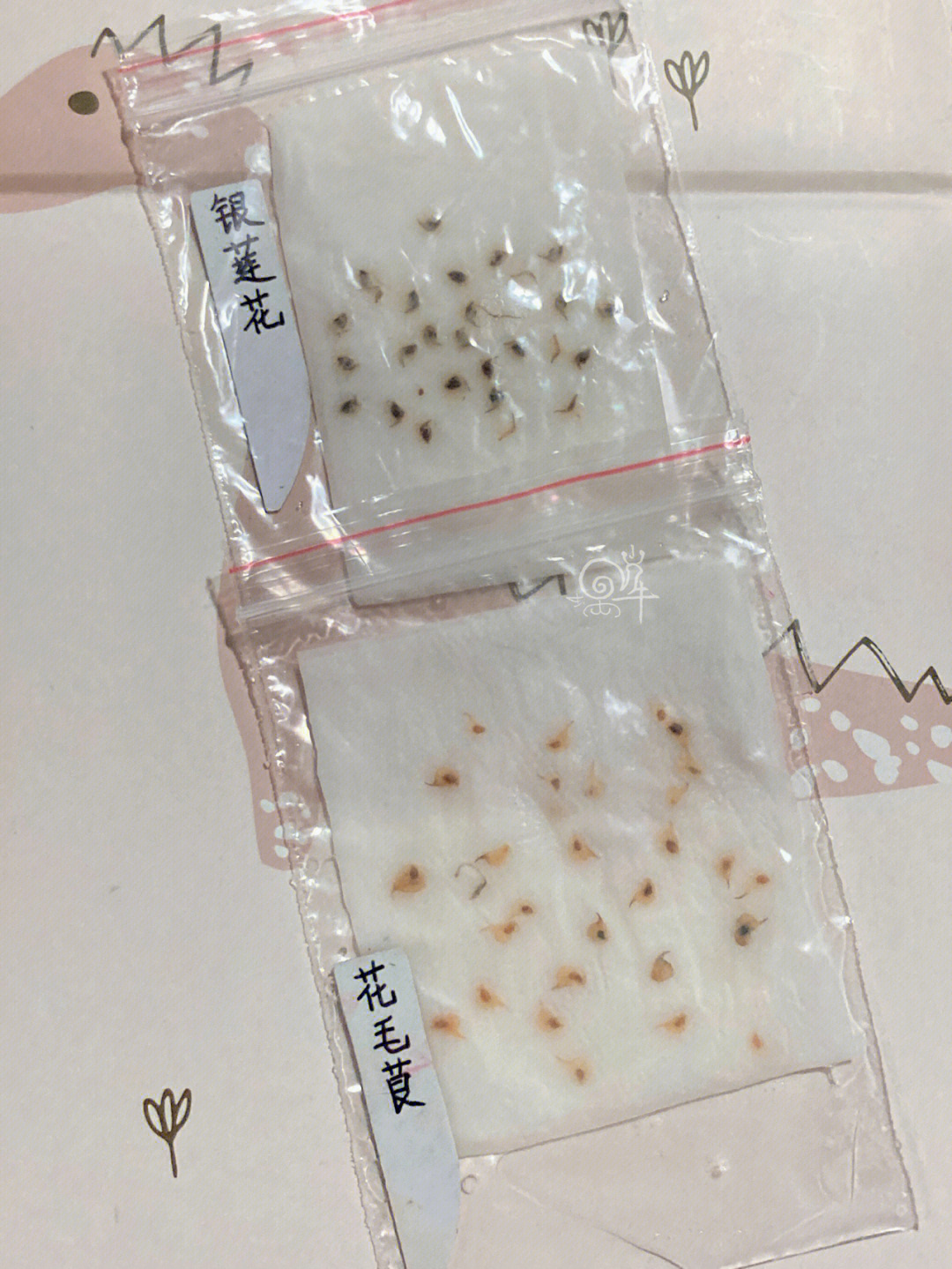 花毛茛和银莲花播种纸巾冰箱催芽法