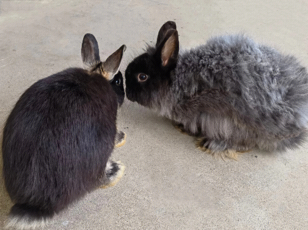 有姐妹知道这两只是什么品种的兔子吗