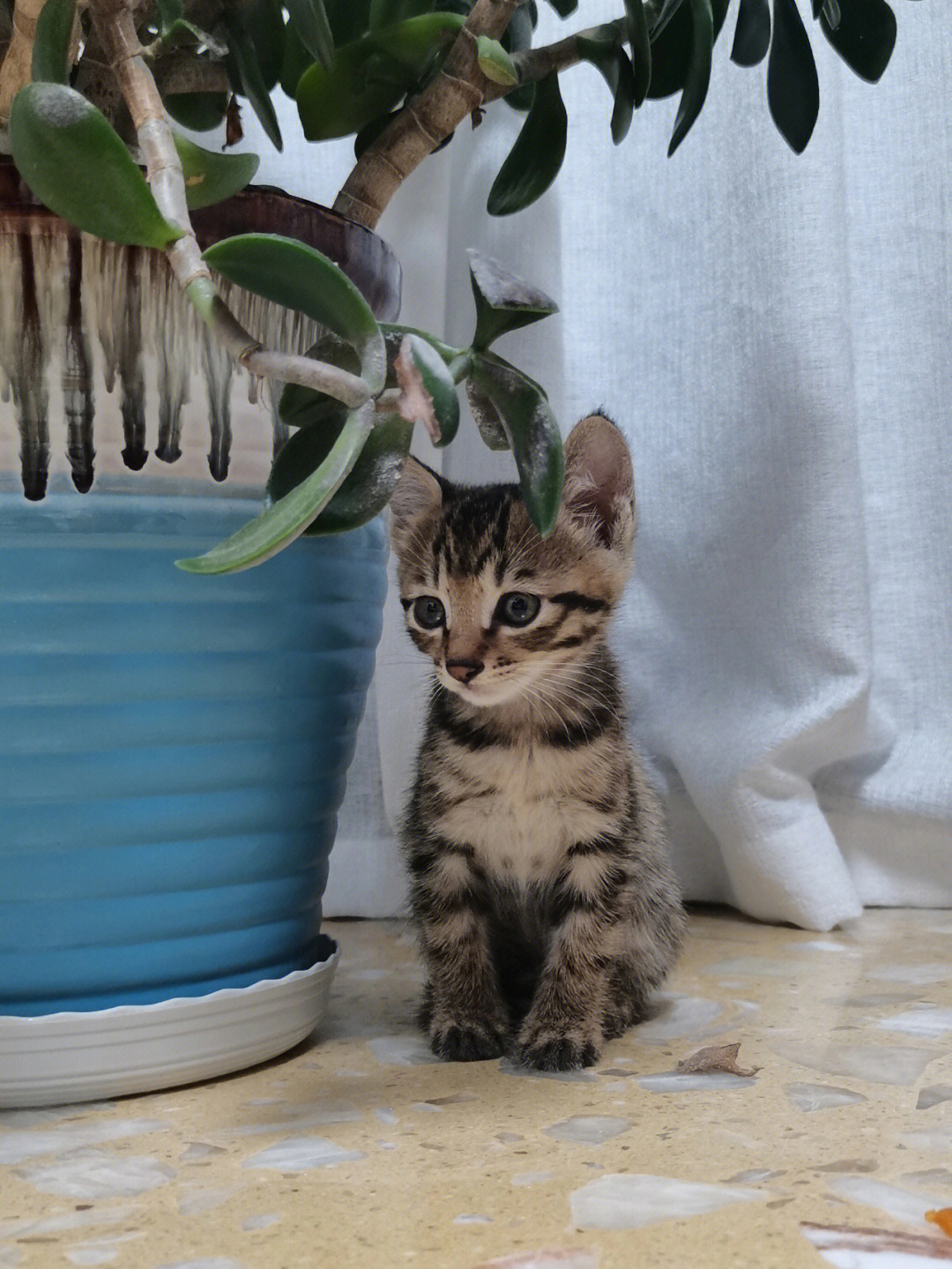 狸花猫各个月龄图片图片