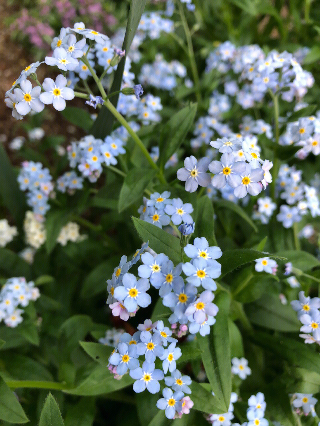 紫色的勿忘我干花花语