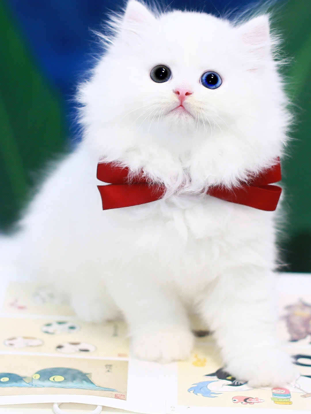 中高白布偶猫标准图片