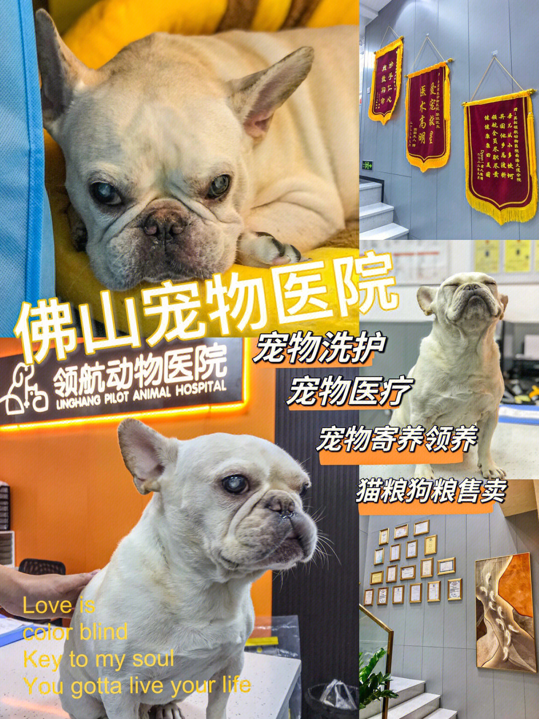 青岛宠物店_青岛最好的宠物店_青岛李村宠物店