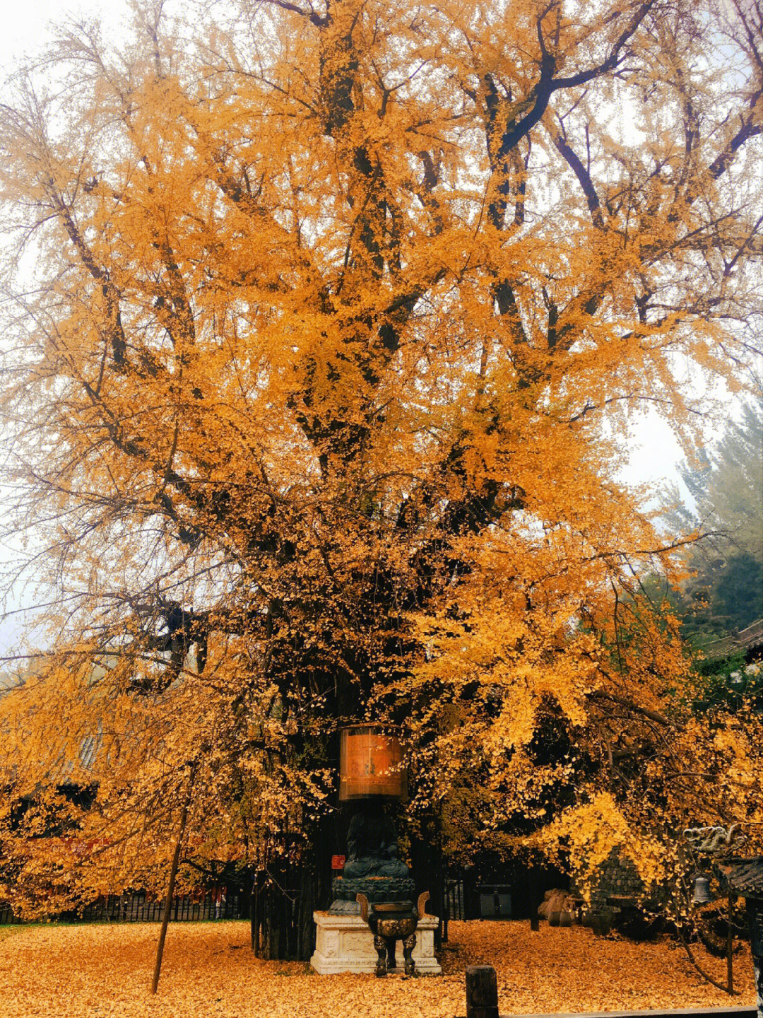 古观音禅寺千年银杏树