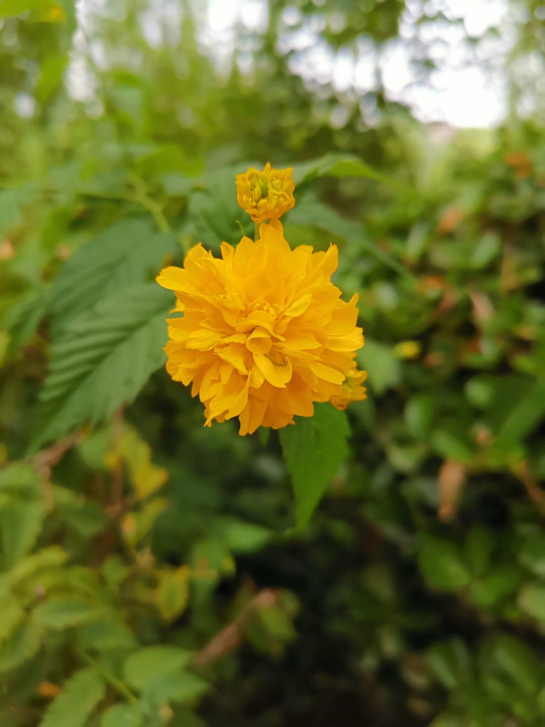 棠棣花的花语图片