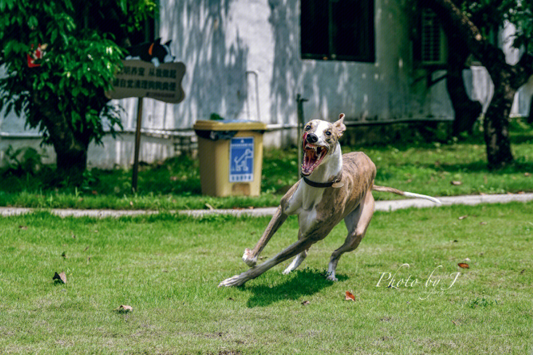 皇室战争地狱猎犬图片