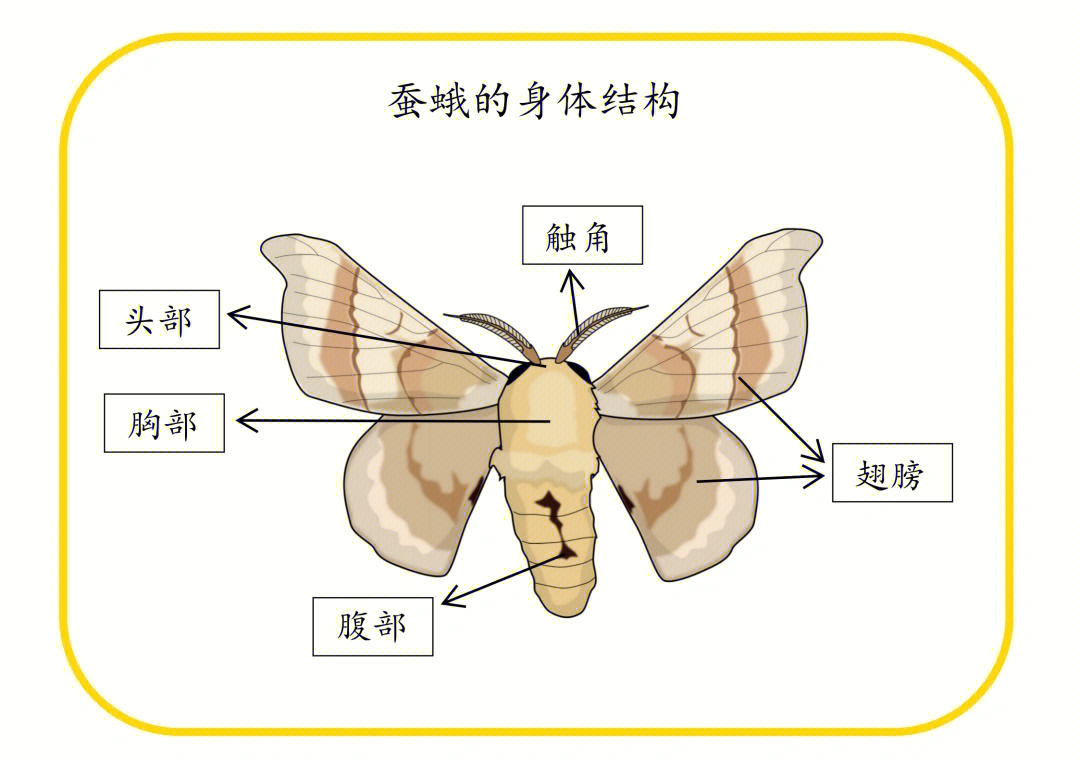 科学区蛾的身体结构作业纸