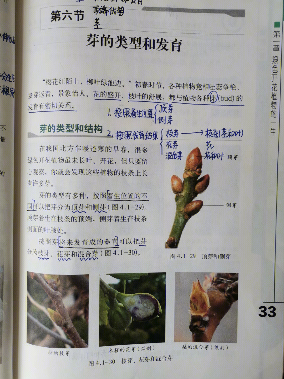 济南版八上生物芽的类型和发育