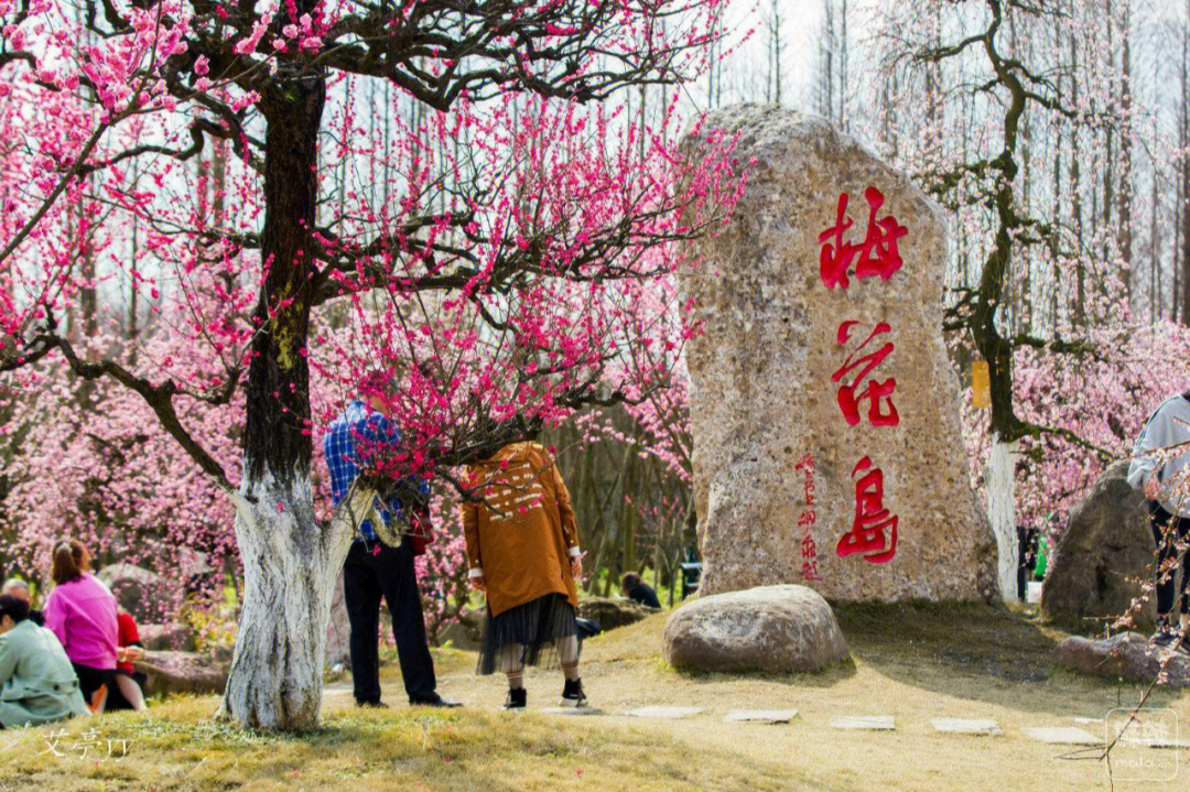 问花村简介图片