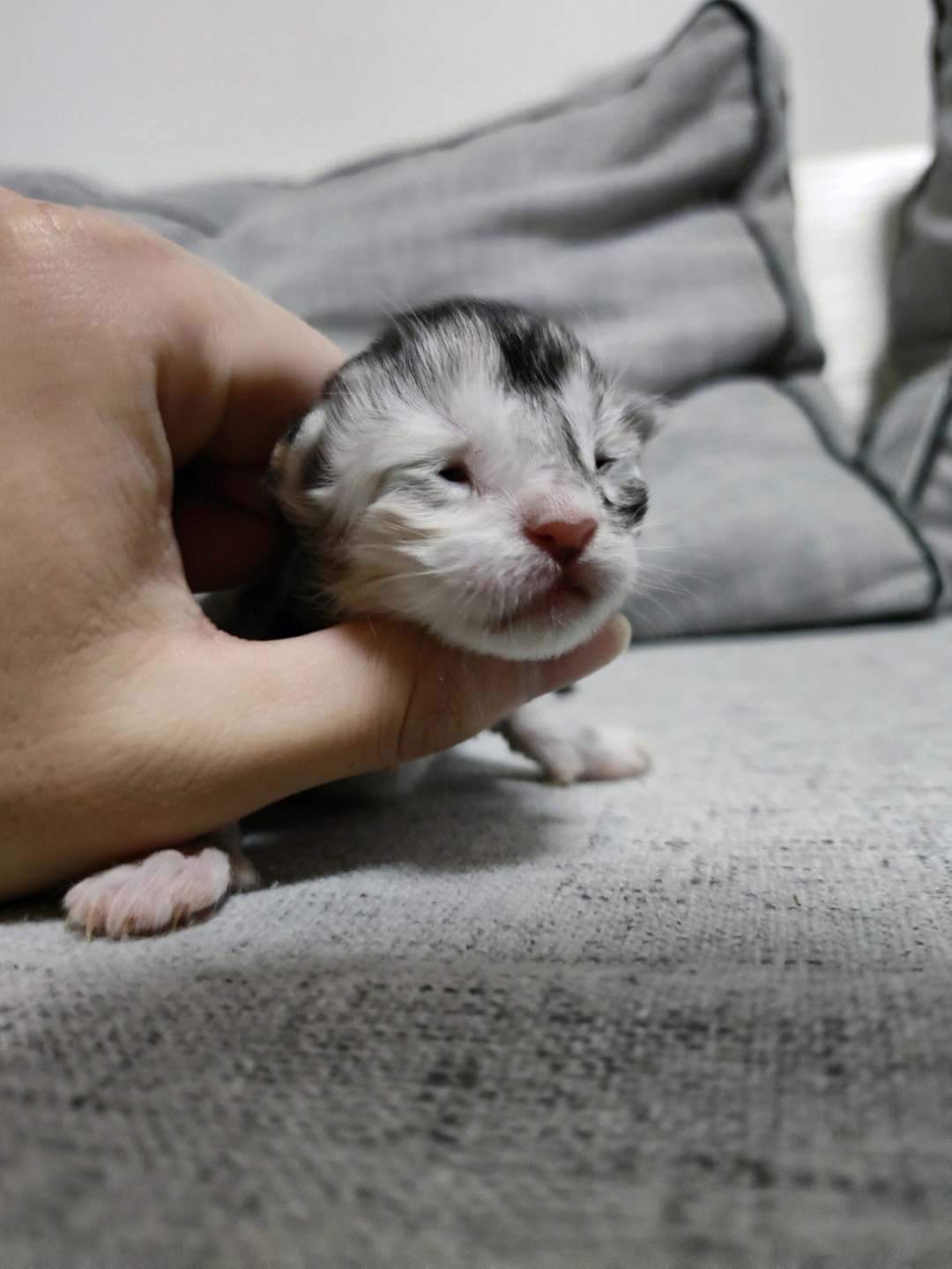 刚出生的小猫几天睁眼图片