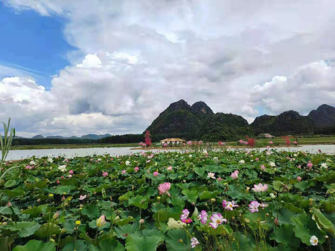 文山州丘北普者黑景区,其位于云南省文山壮族苗族自治州丘北县境内,距