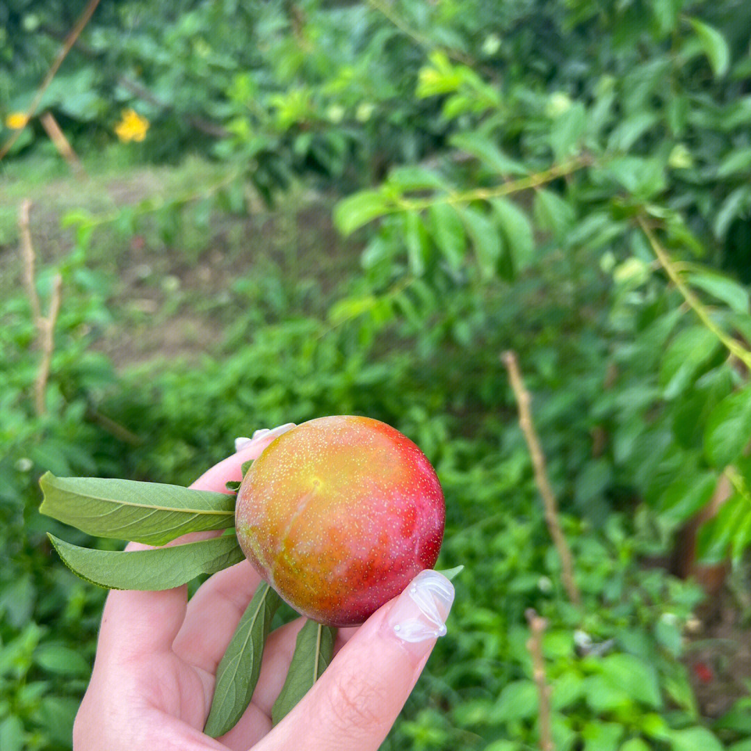 一年一季的槜李果甜汁多可顺丰