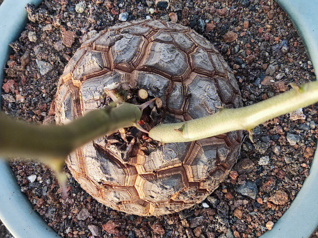 龟甲龙繁殖图片