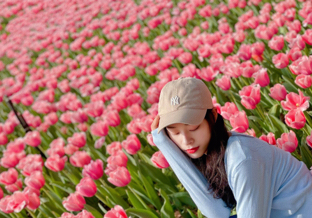 郁金香花海照片分享73