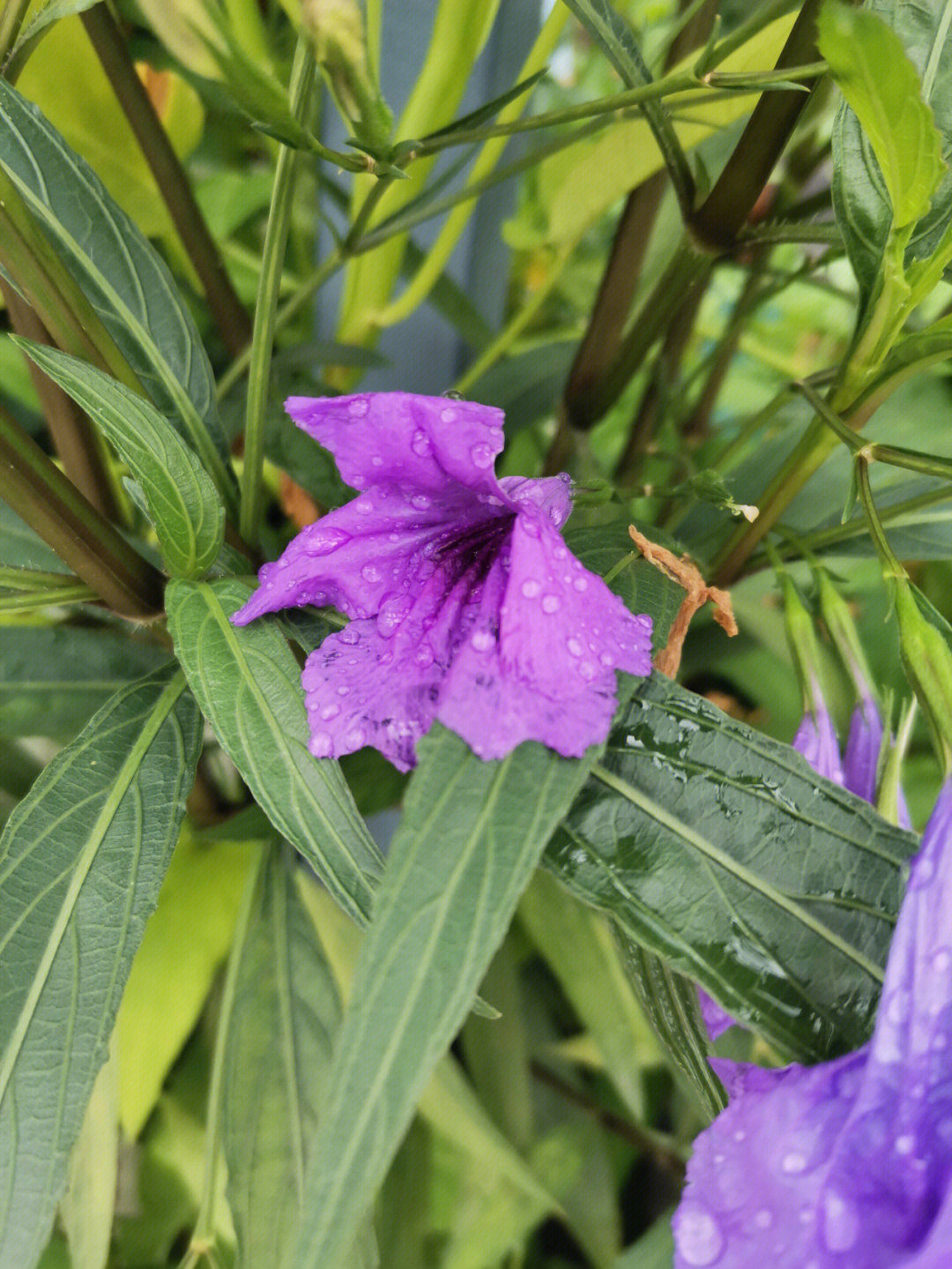 蓝花草种植繁殖图片