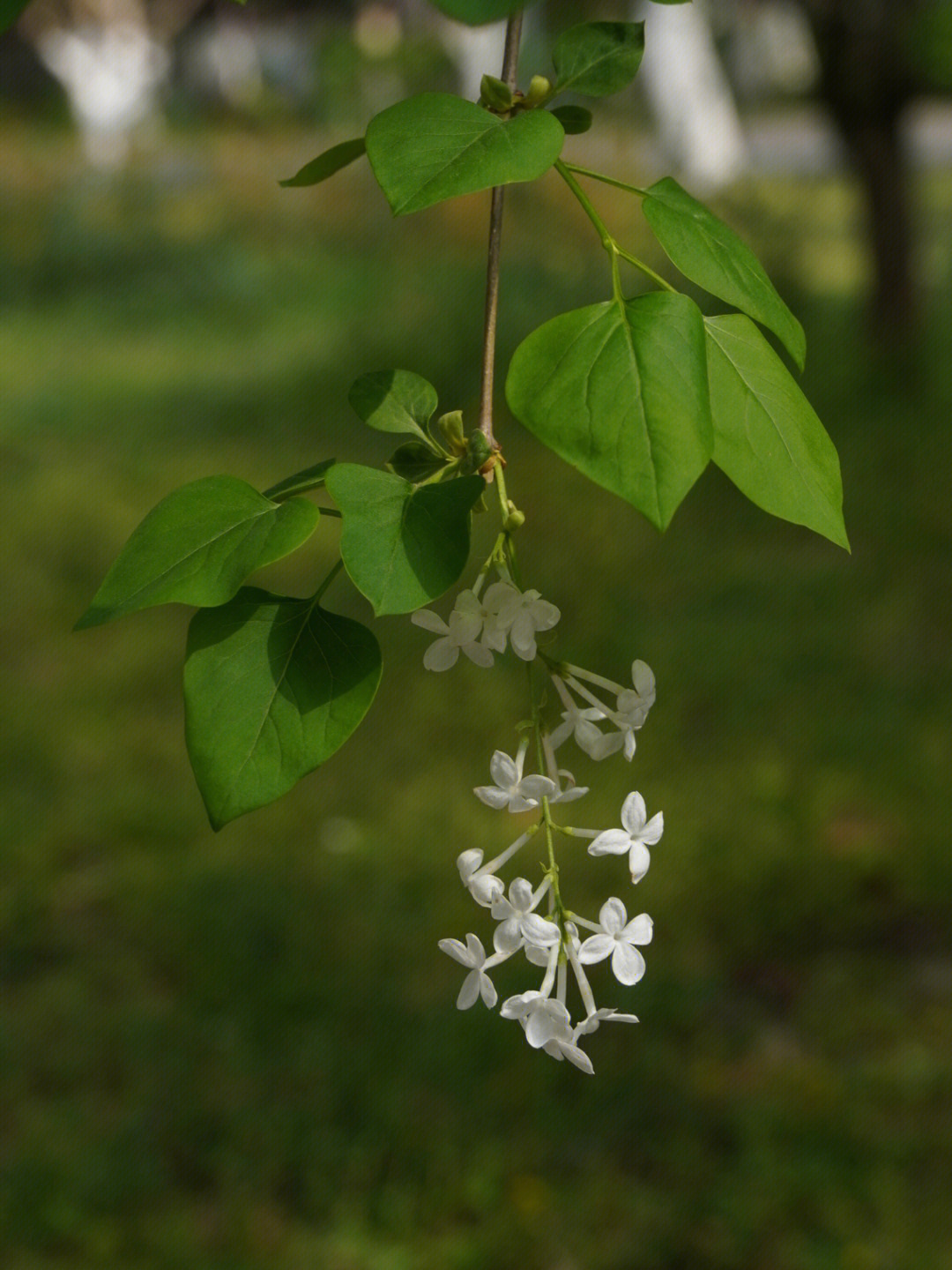 白花花叶丁香(变型)图片