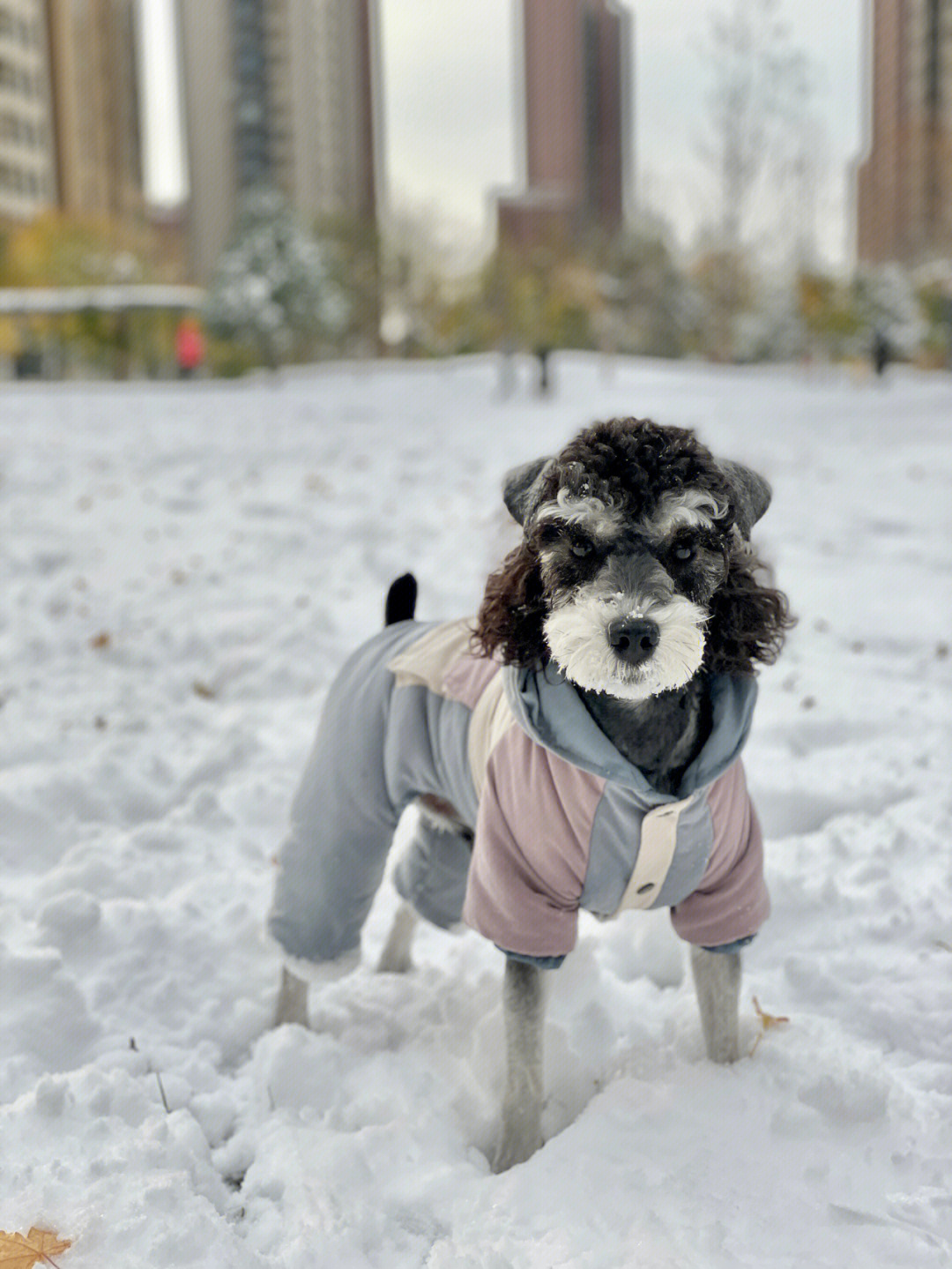 雪地里的狗狗多可爱