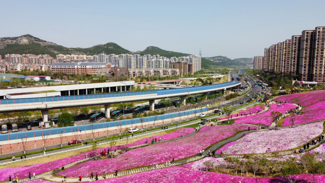 济南龙洞路花海图片