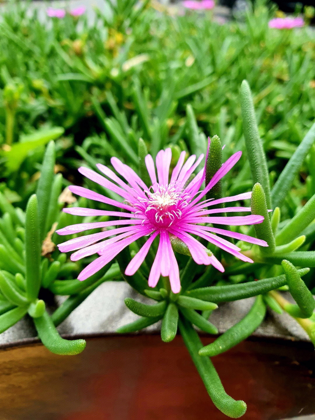 多肉植物奔龙