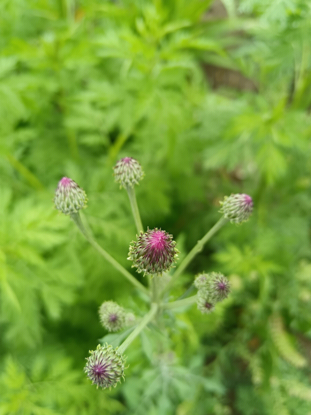 泥胡菜的根图片