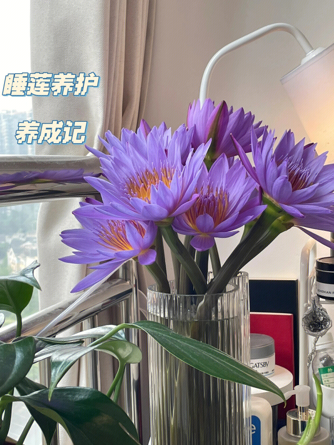 睡莲插花方法图片