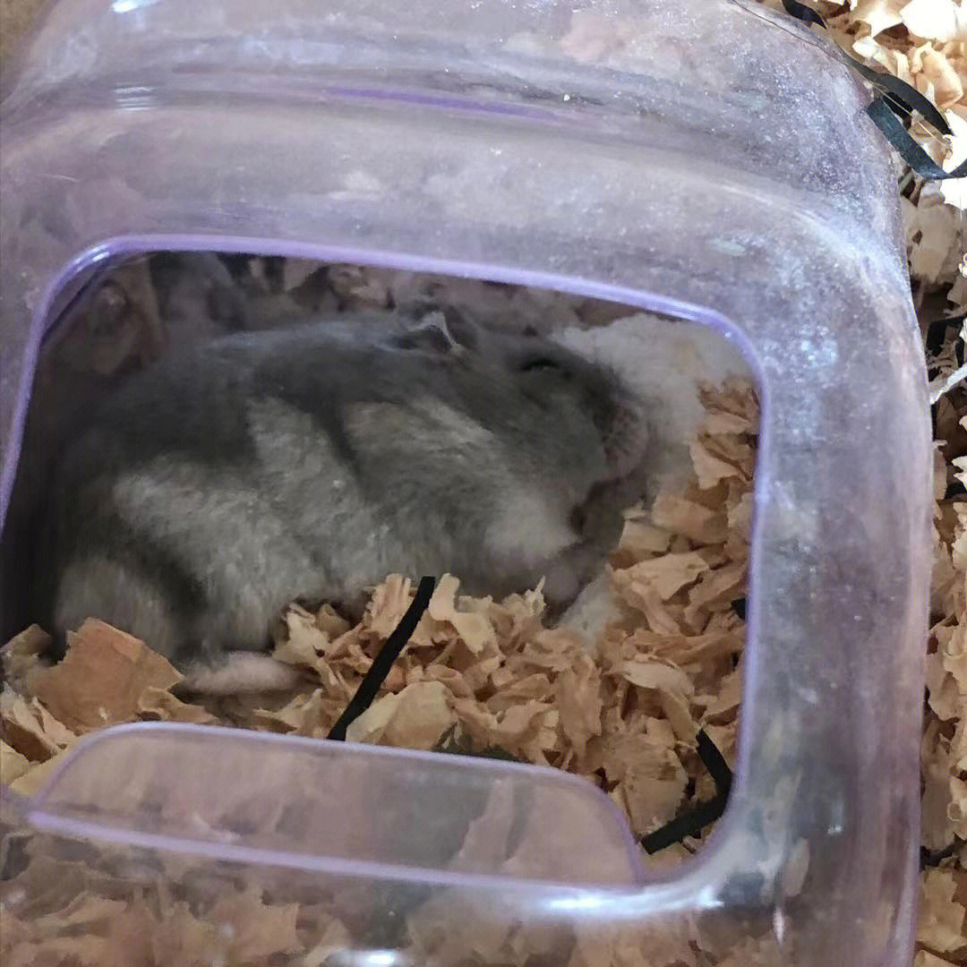 紫仓仓鼠的寿命图片
