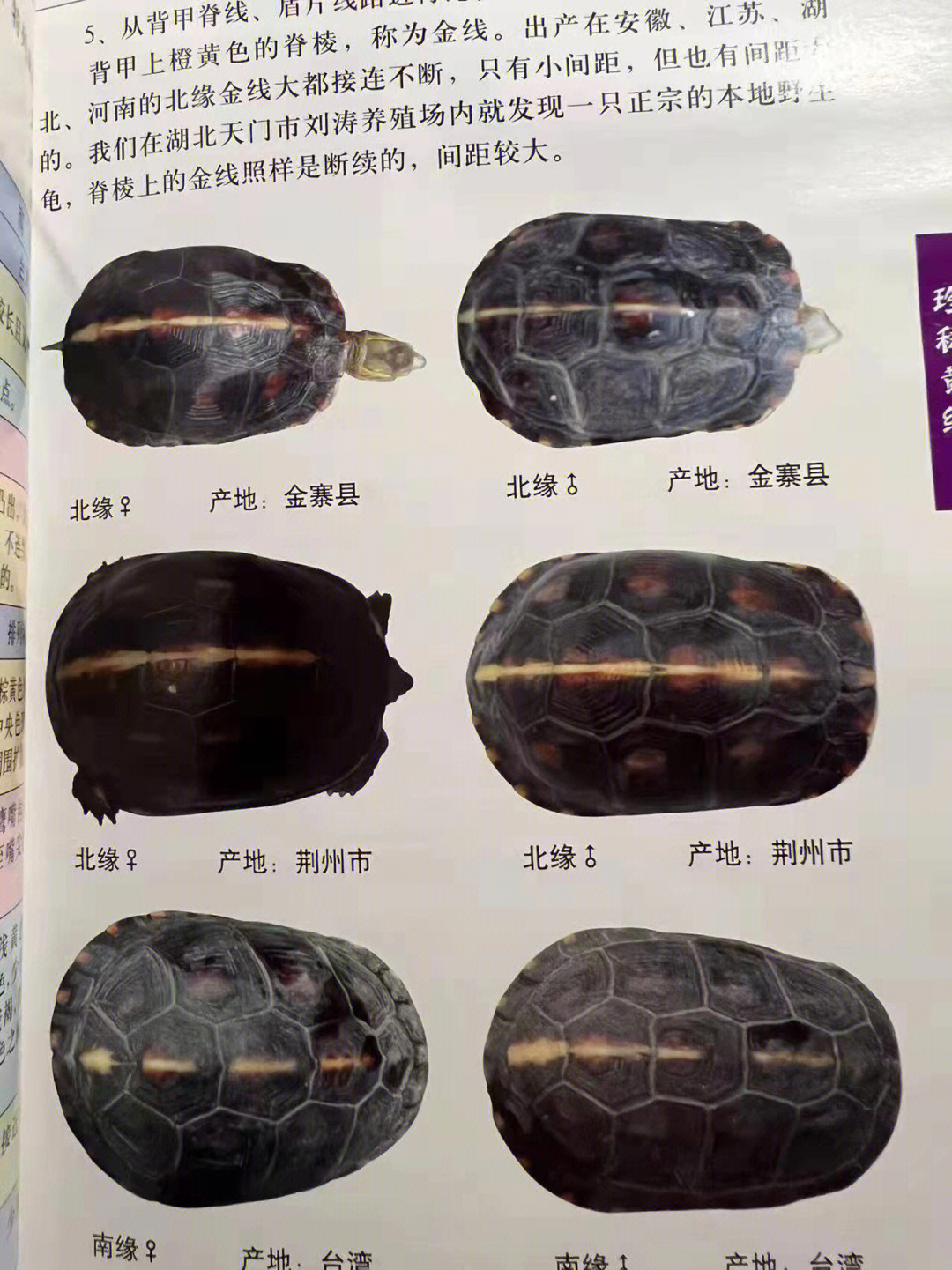 黄缘闭壳龟寿命图片