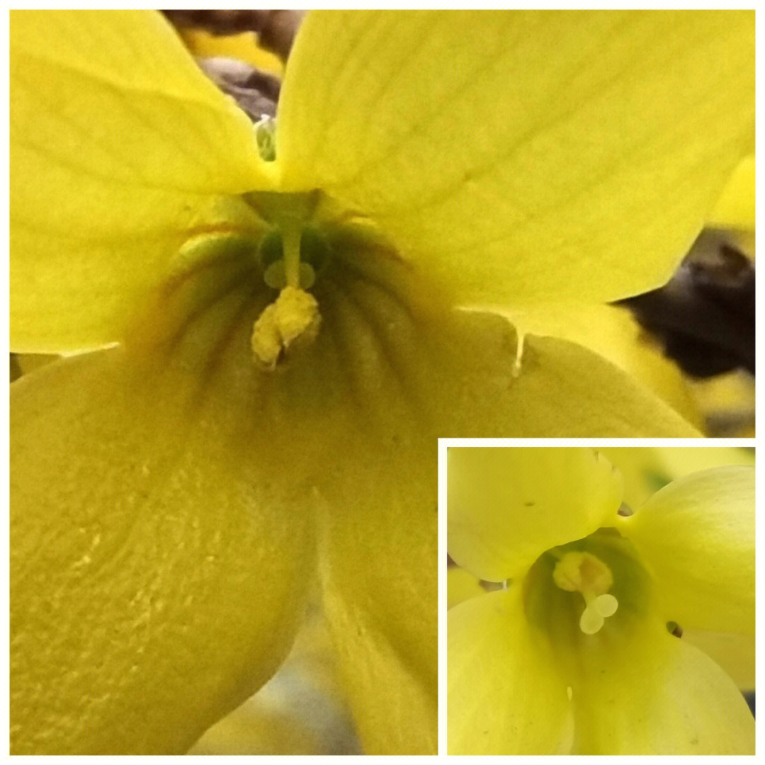 菊花雄蕊和雌蕊图解图片