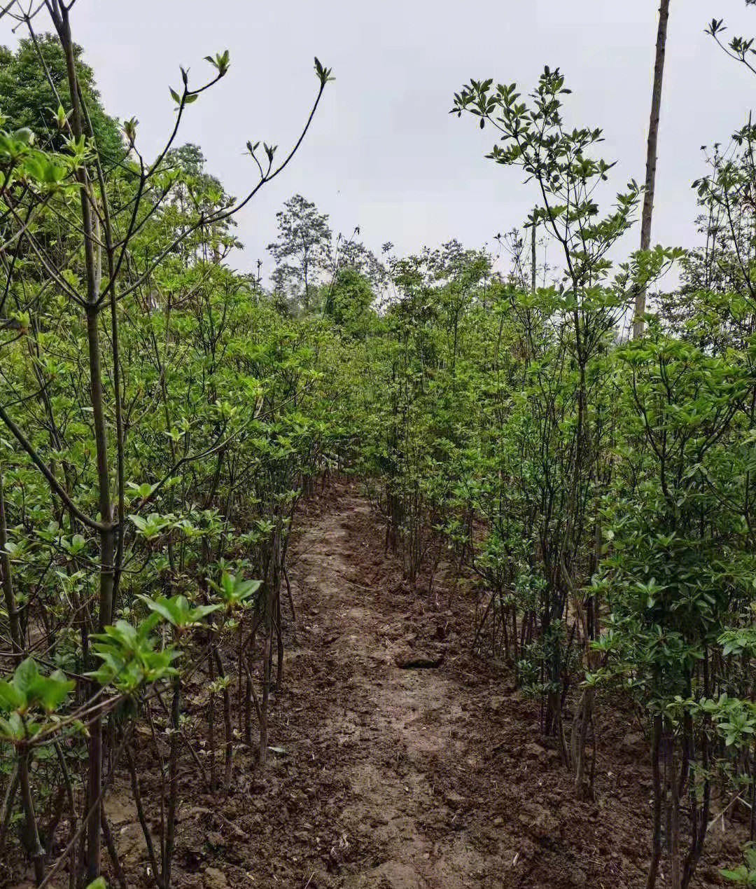 广东吊钟花种植基地图片