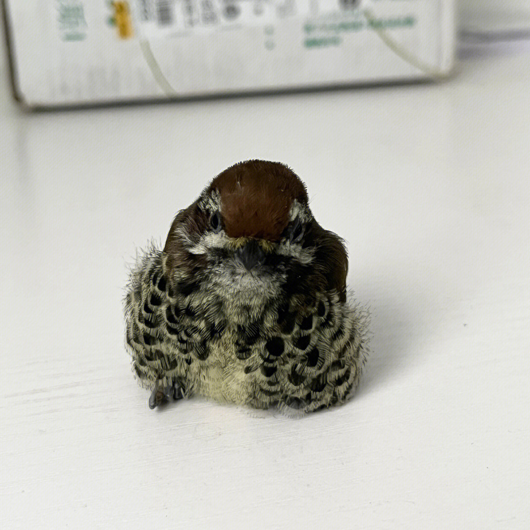 啄木鸟幼鸟图片
