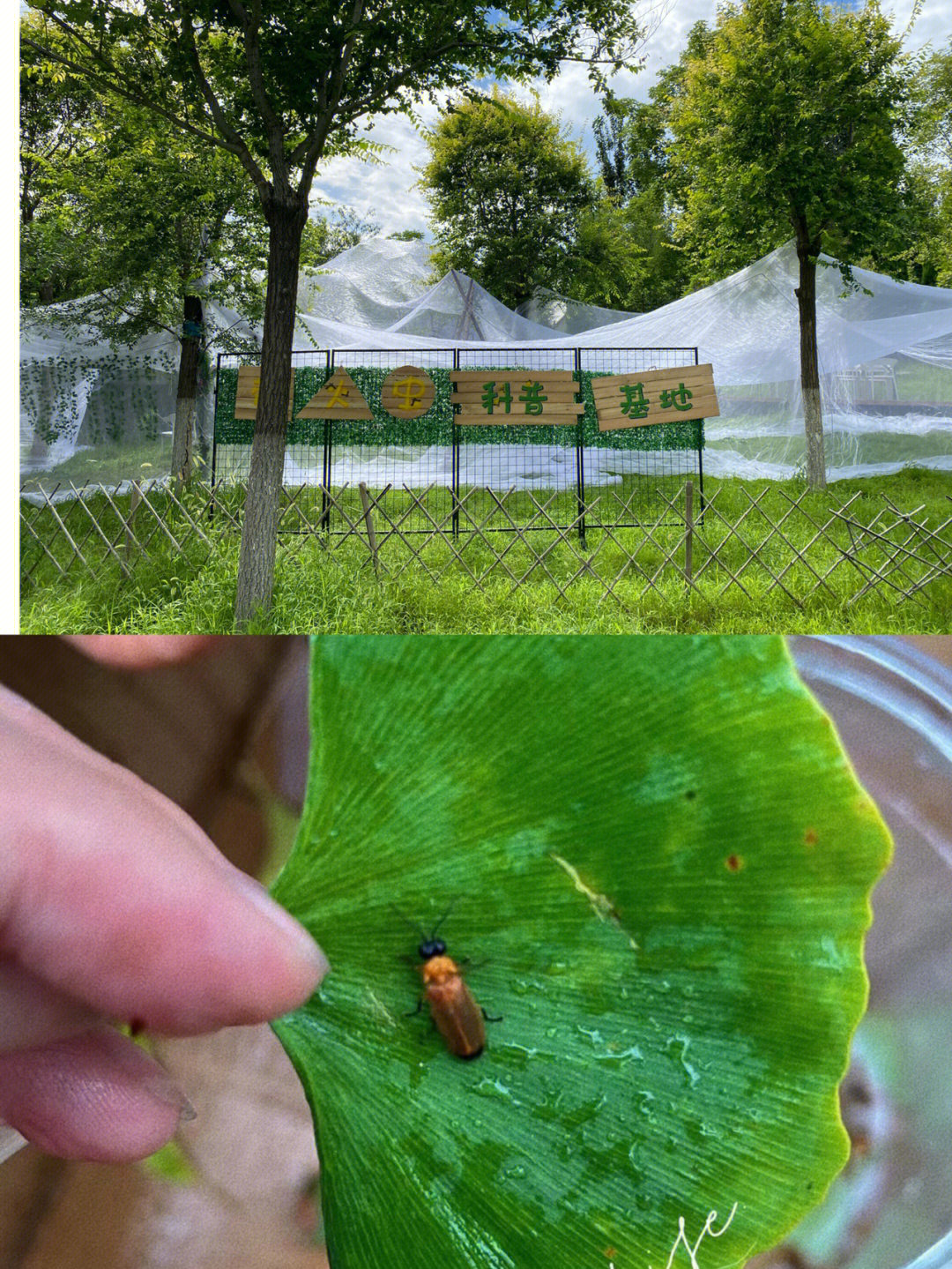 萤火虫 穷孩子图片