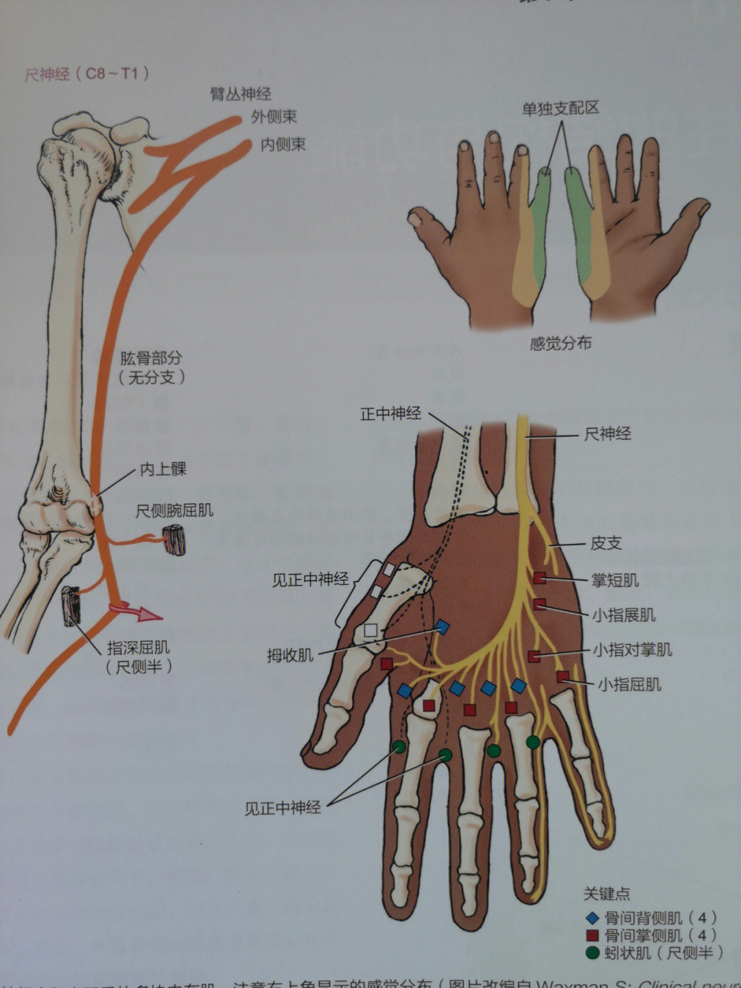 尺侧腕屈肌神经支配图片