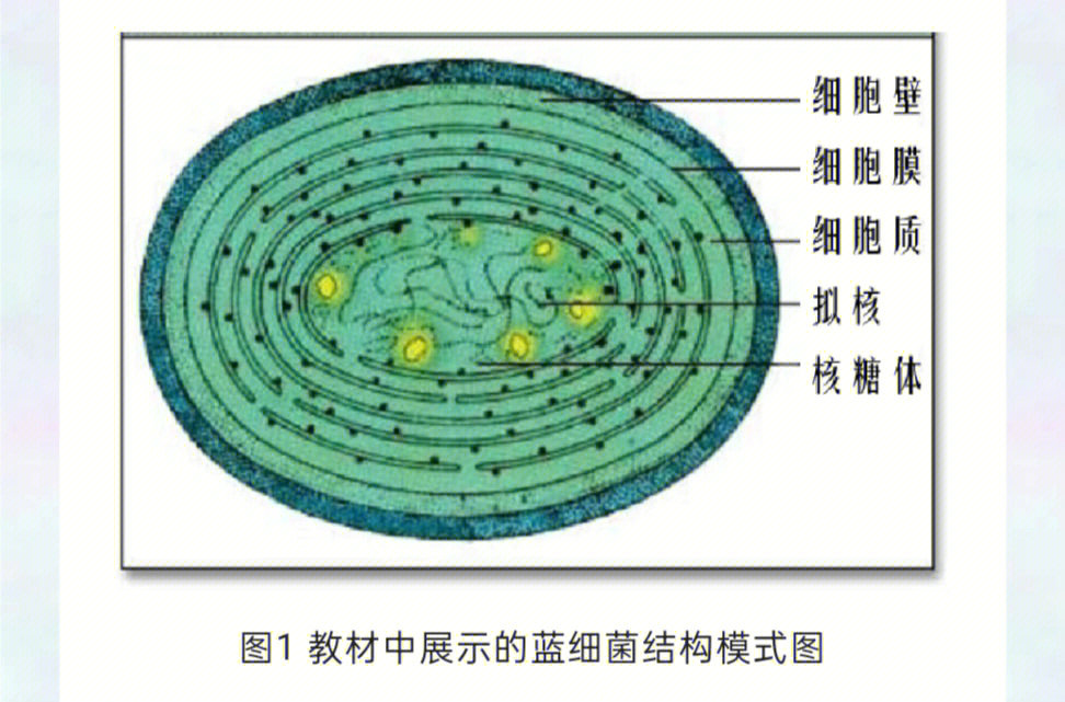 蓝细菌结构图手绘图图片