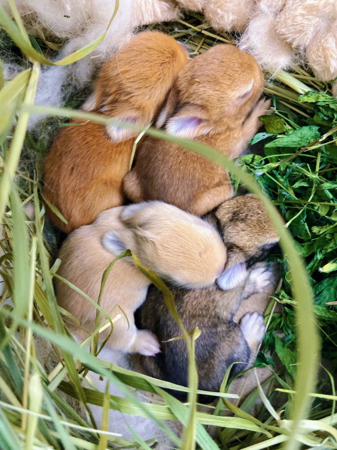 出生10天的小兔子图片