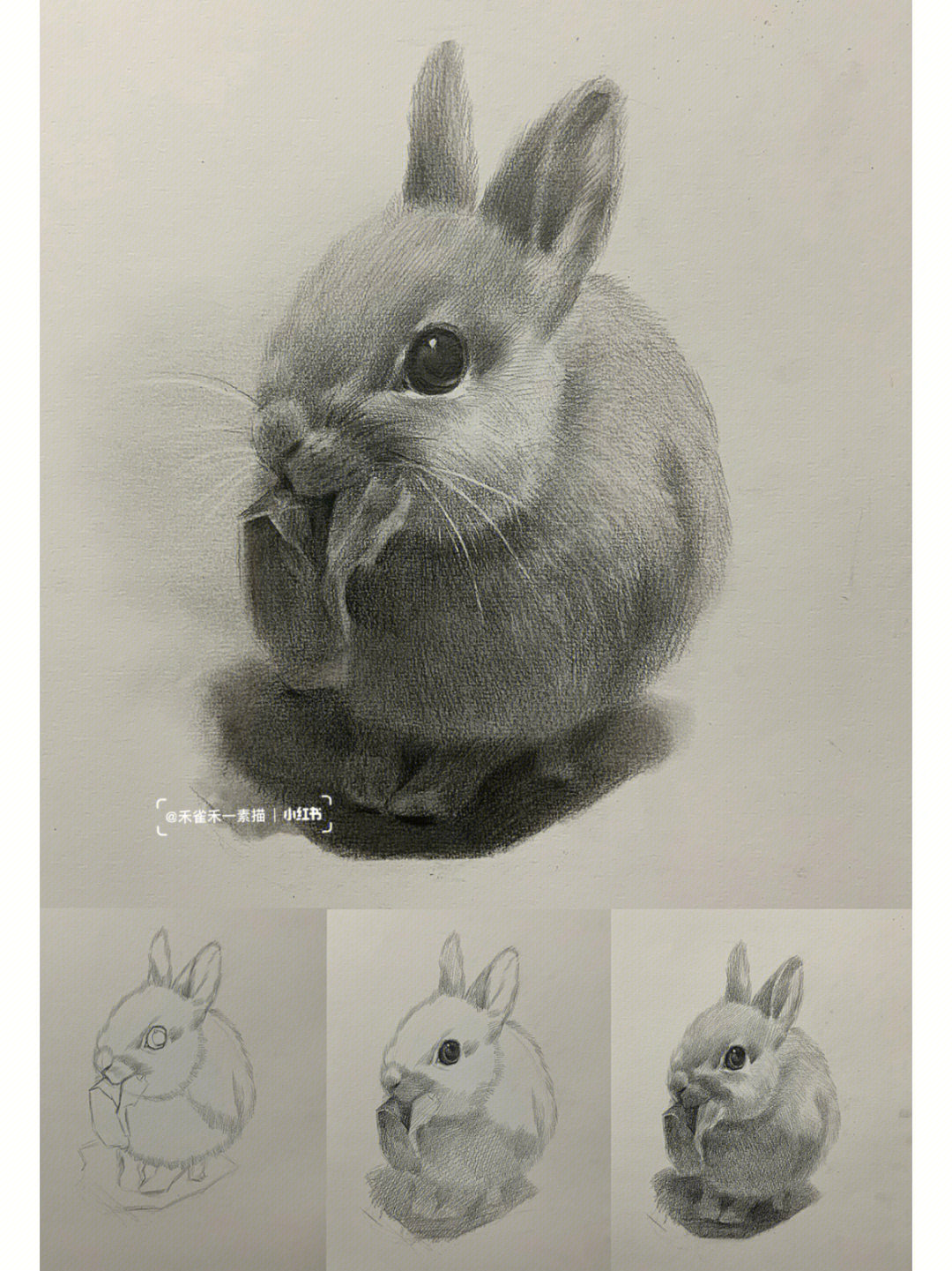 兔子正面素描图片图片
