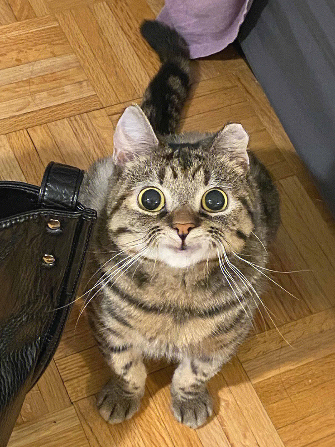 假笑小猫