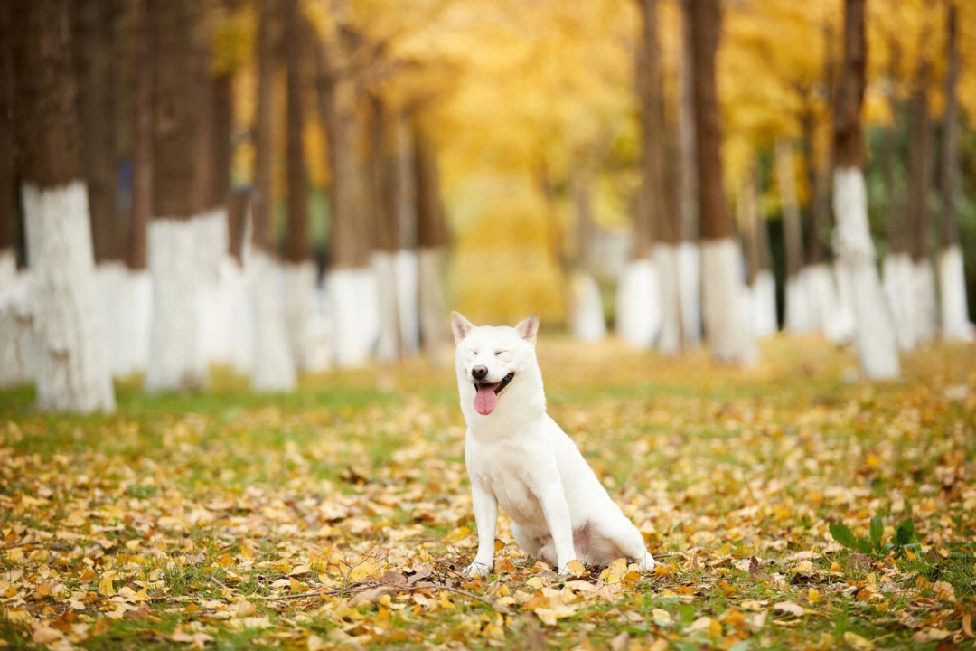 柴犬手机壁纸真实图片