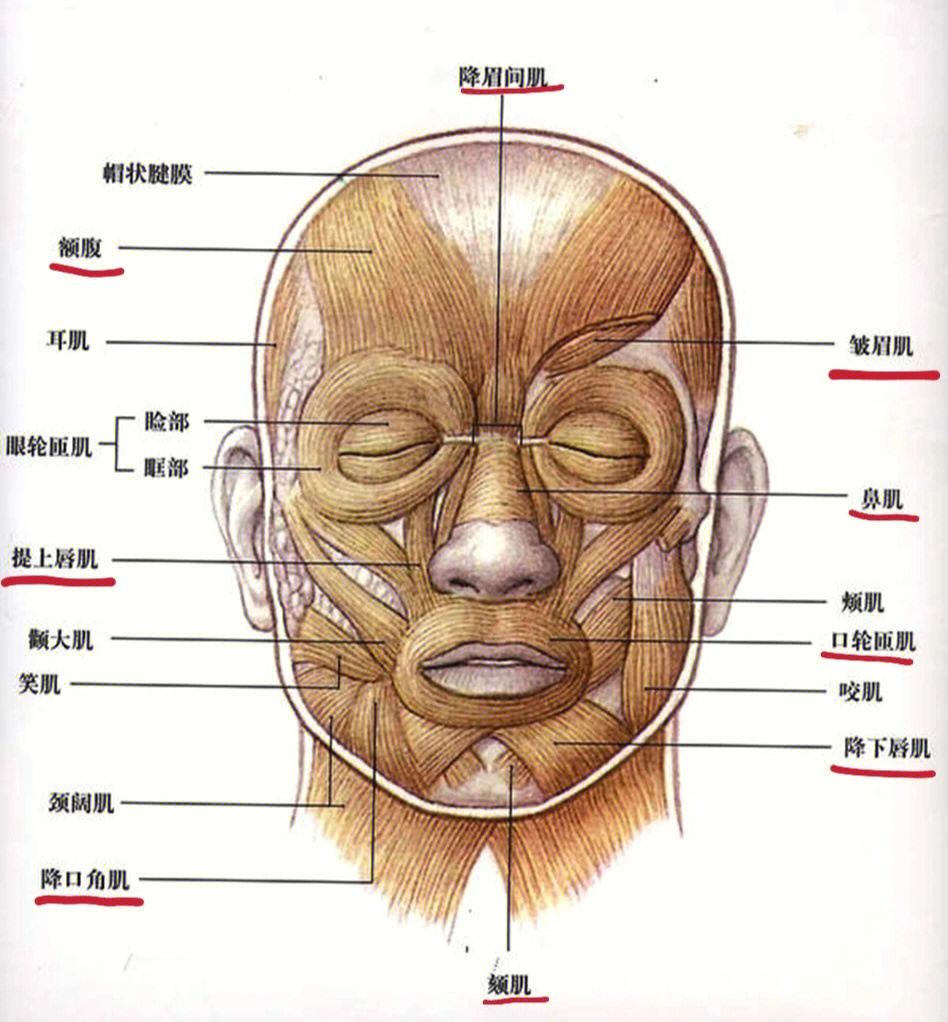 面肌解剖图片