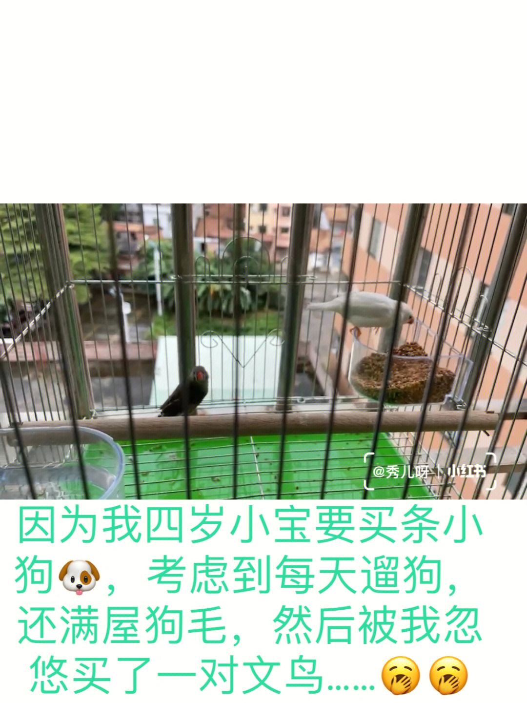 手养文鸟教程图片