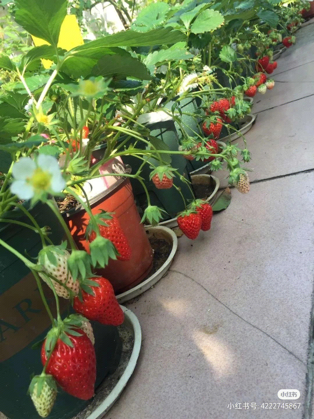 小红书姐妹种的草莓and我种的草莓