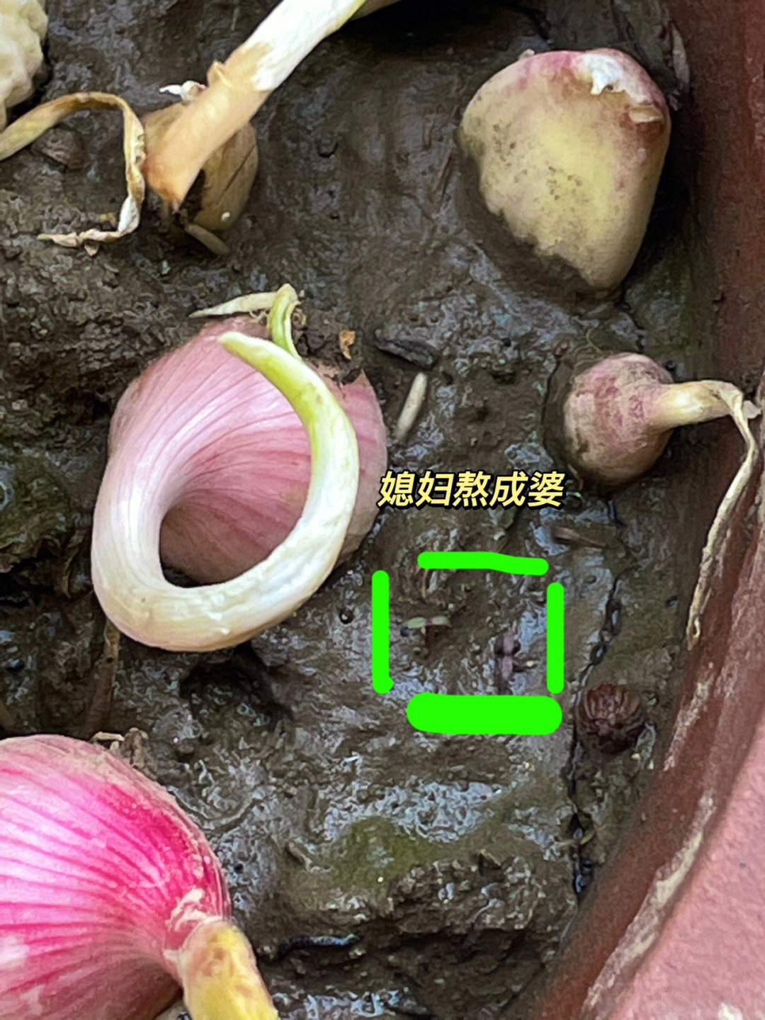 day13香菜它发芽了