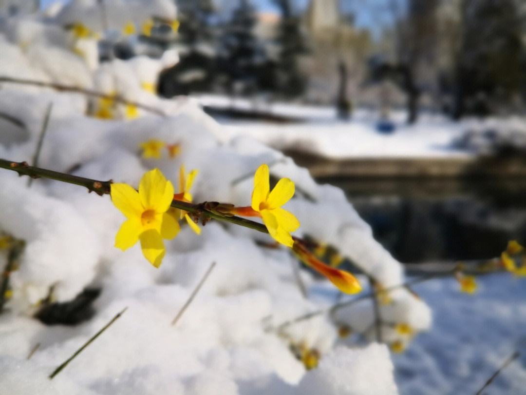 春天的雪图片加文字图片