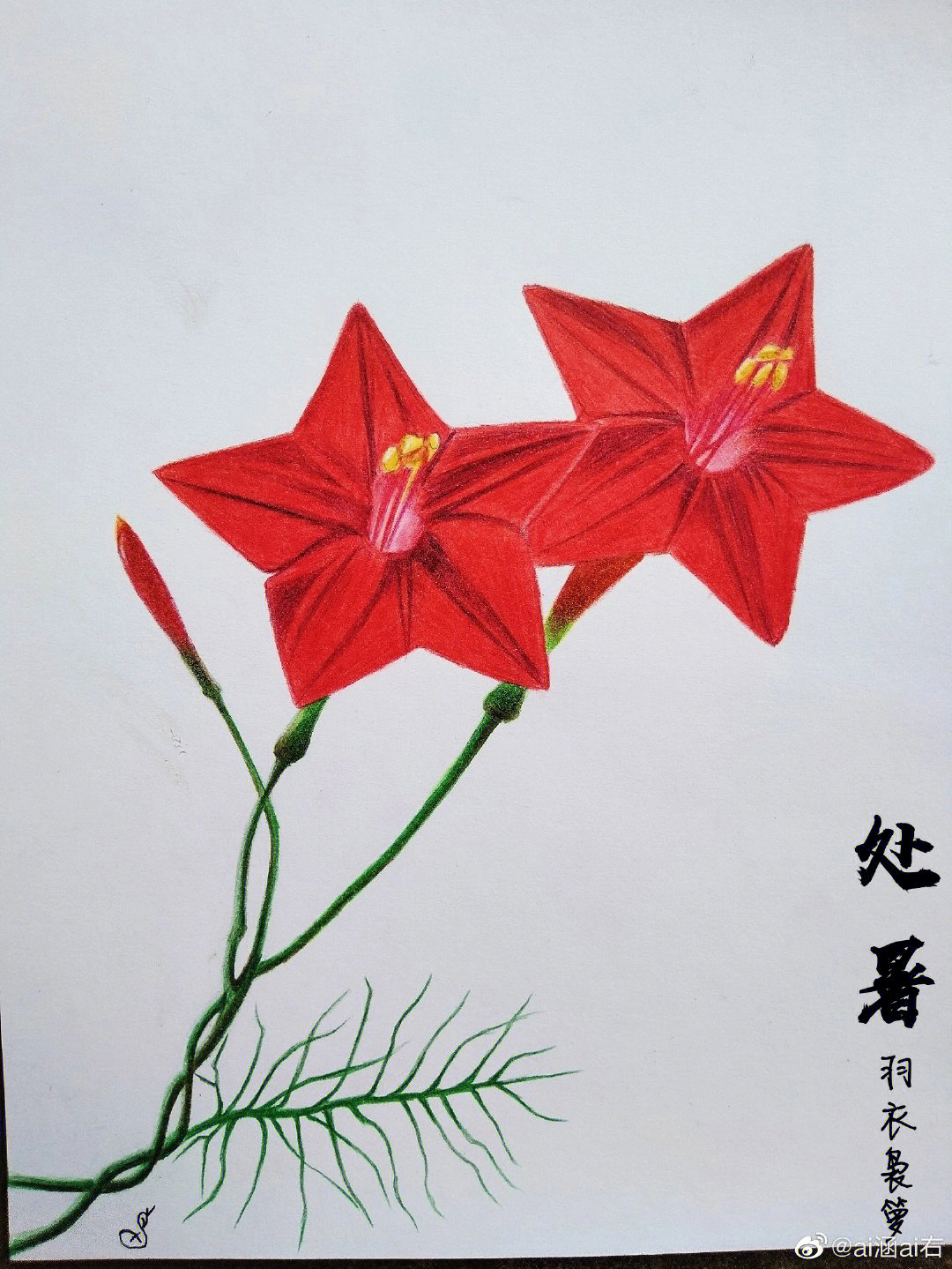 彩铅画花卉