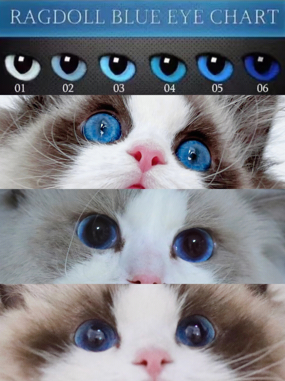 布偶猫眼睛色度图图片
