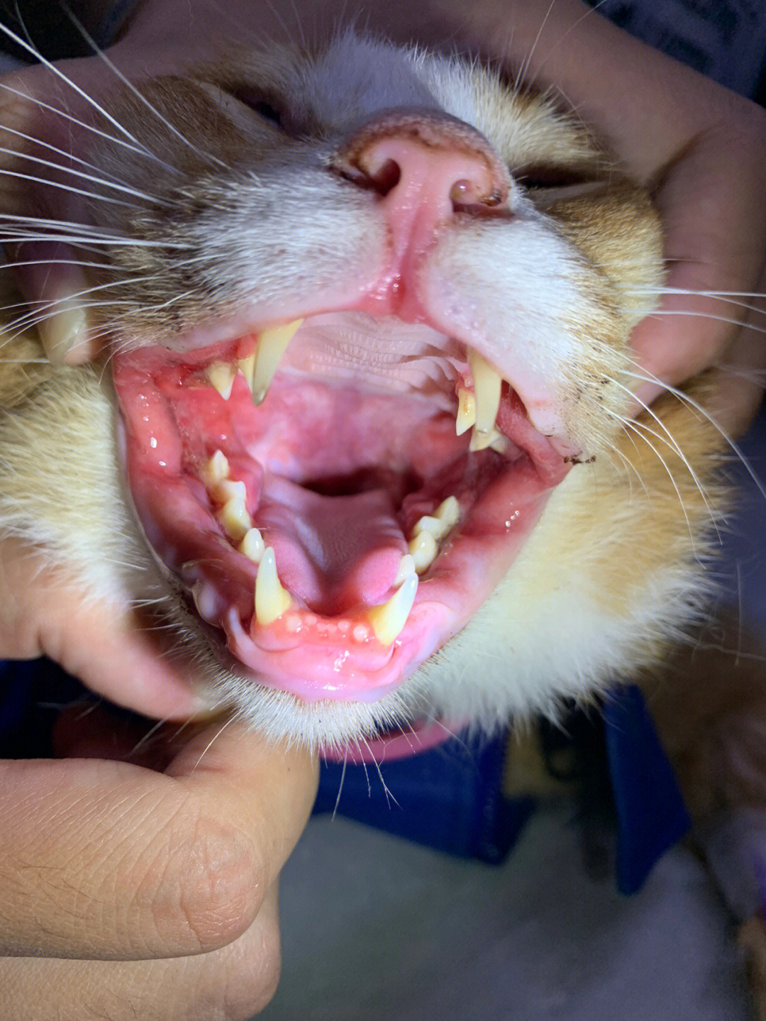 猫咪口炎严重图片图片
