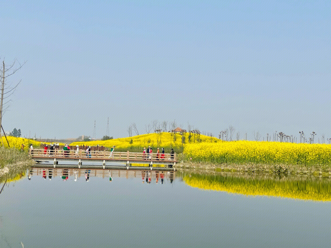 桤木河湿地公园油菜花图片