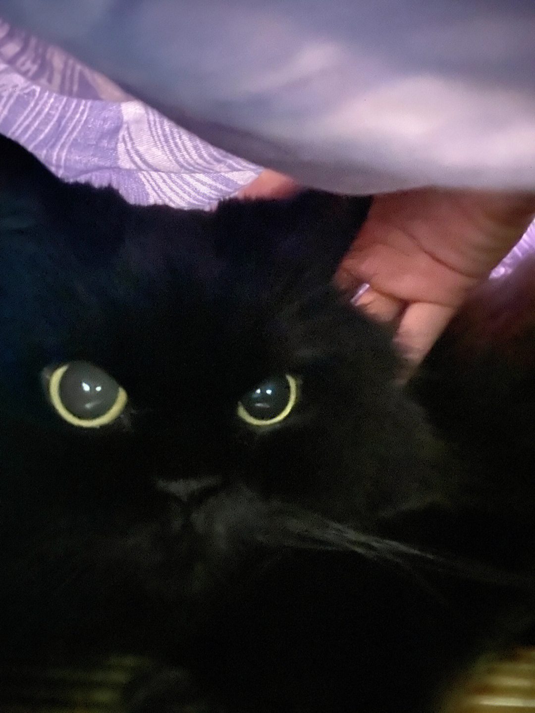 家有黑猫憨憨怪怪可爱的