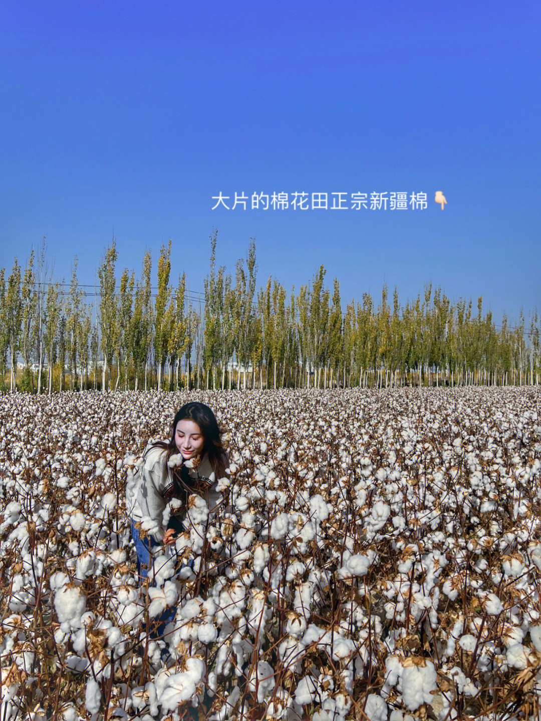 新疆拍照 超美的棉花田