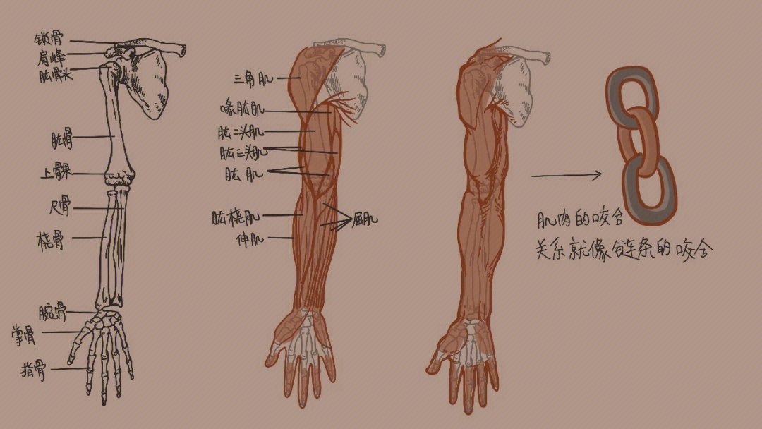 人体手臂各部位的名称图片