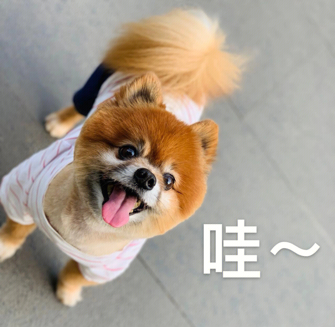 博美犬摇头表情包图片